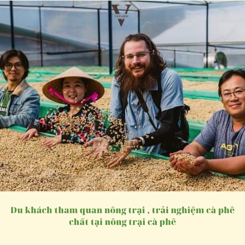 Cà phê Arabica, Robusta, cafe Cầu Đất từ Song Vũ Farm thơm nồng, đậm vừa chua nhẹ hậu vị ngọt cafe pha phin 500g | BigBuy360 - bigbuy360.vn