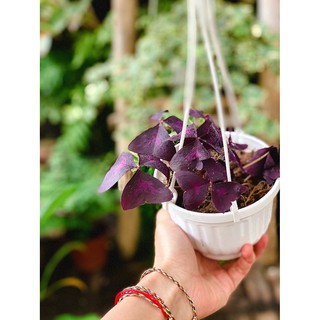 Cây Oxalis Triangularis (Bướm Đêm) chậu treo bí ngô