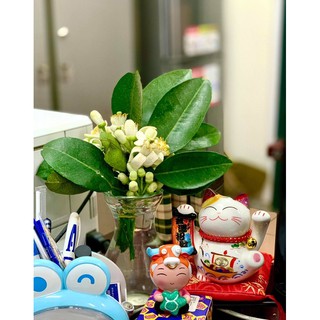 Tượng Composite Cung Hoàng Đạo 6cm - 12 Cung