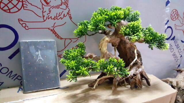 Lũa Bonsai Tùng hồ cá- ngan 25 cm,cao 17 cm