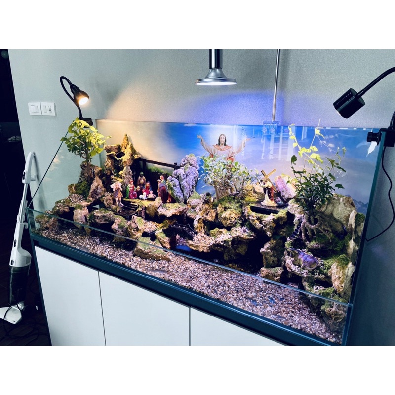 Hồ cá tiểu cảnh phong cách Công giáo độc đáo by Kelsey Mặt Trời Vàng