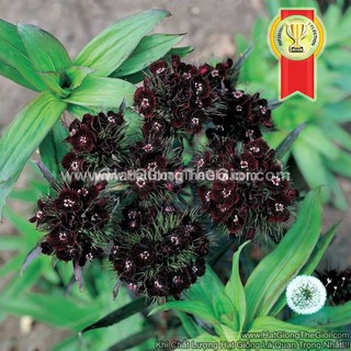 100.HAT Hạt Giống Hoa Cẩm Chướng Đen (KD| -KD: B23*X58*M236)