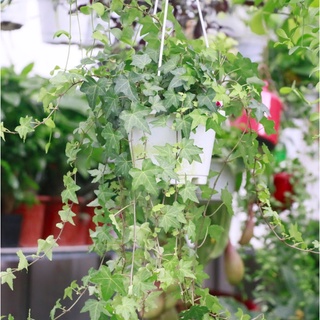 Cây thường xuân chậu treo thân rủ 80cm-1m