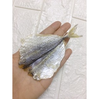Cá chỉ vàng to dày mình - 1 con