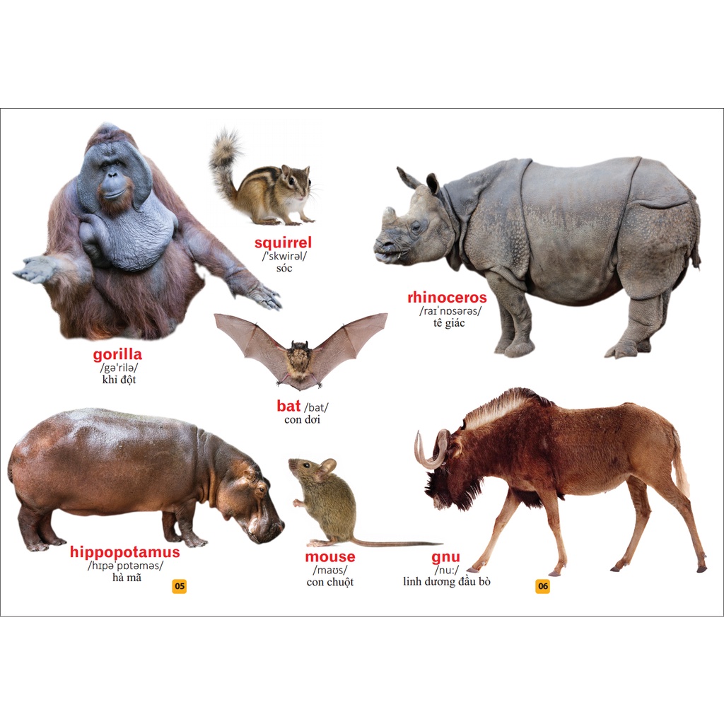 Sách Từ điển bằng tranh - Thế giới động vật (tái bản)