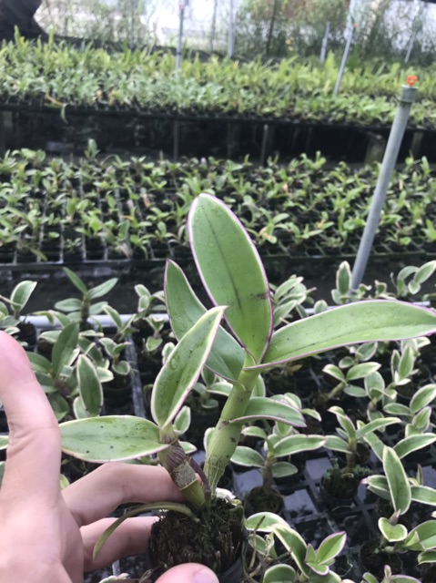 Hoa lan thongchai gold