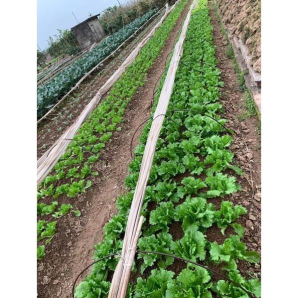 [NẤM ĐỐI KHÁNG- BIMA] Chế phẩm sinh học BIMA ( Nấm đối kháng Trichoderma )