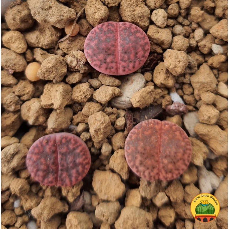 1 Lithops Bromfieldii v. glaudinae "Rubroroseus", size 1.2 - 1.8cm