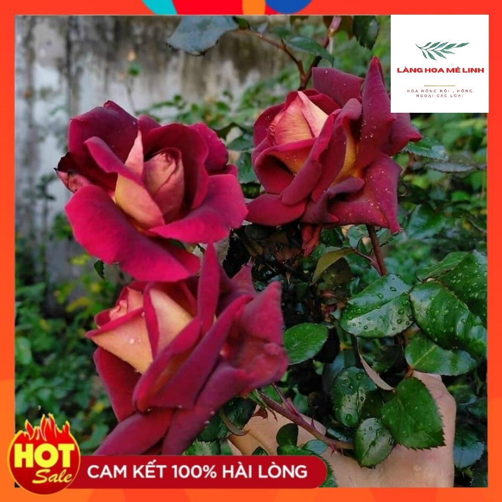 Hoa Hồng Ngoại DARK Night Rose[ KỴ SỸ BÓNG ĐÊM ] - Đẹp, độc, lạ Màu đỏ thẫm, phần cuối màu đen -đỏ - thơm dịu nhẹ.