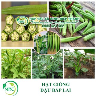 Sale off Hạt giống đậu bắp cực đẹp.