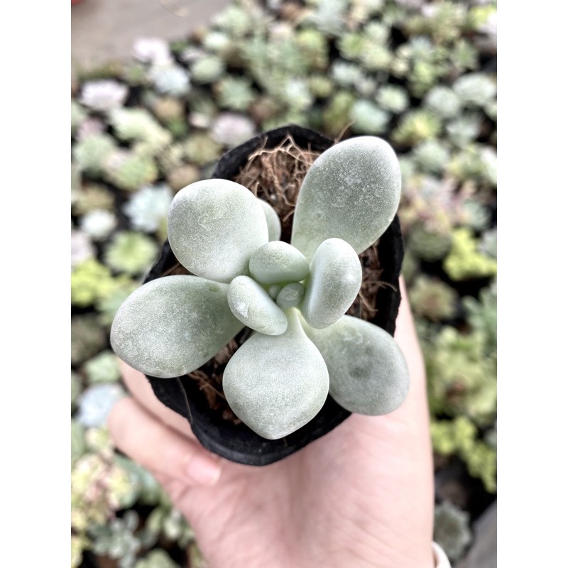 Sen đá sỏi trắng. sỏi trắng