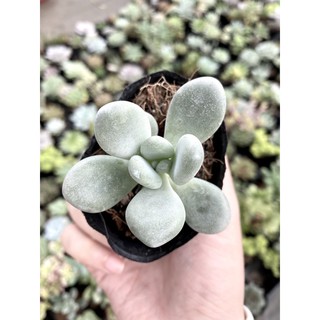 Sen đá sỏi trắng. sỏi trắng