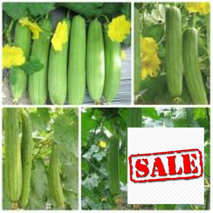 goi 10 hạt giống mướp hương SALE