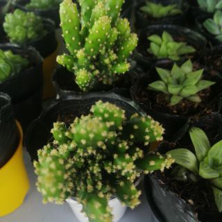 xương rồng xanh