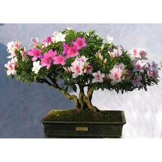 CÂY GIỐNG HOA ĐỖ QUYÊN NHẬT BẢN ĐỦ MÀU(10 MÀU)