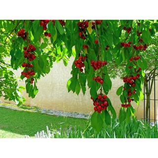 Hạt Giống Anh Đào Cherry