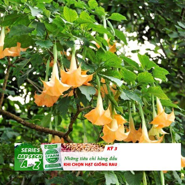 Gói 30 Hạt Giống Hoa Chuông - hoa loa kèn Đà Lạt Mix đủ màu ĐẾN MÙA TRỒNG TẾT