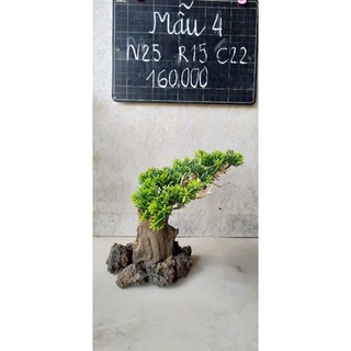 bonsai bể cá cảnh