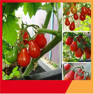 Hạt Giống Cà Chua Lê Đỏ