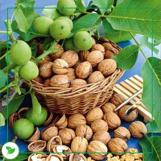 Nhân Hạt Óc Chó Vàng / Đỏ (Hạt Óc Chó Tách Vỏ Sẵn Tiện Lợi - Nhập Khẩu Mỹ 100%)