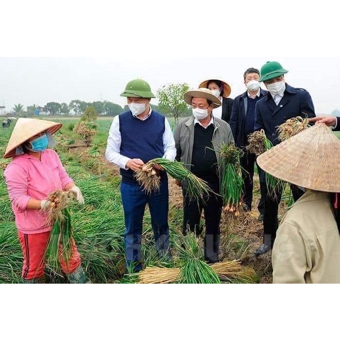 Hành Ta Kinh Môn Giá Sỉ, Hành Loại 1 Củ To, Đặc Sản Hải Dương