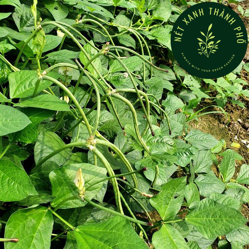 Hạt giống Đậu Đũa Lùn, Đậu Đũa Bụi, 20gr