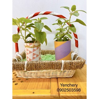 🌴Chậu húng chanh trị Ho / nấu canh thơm  🥰🥰🥰