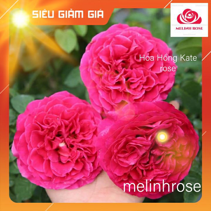 Cây Hoa hồng ngoại kate rose–Màu Hồng Tím [Nữ hoàng bí ẩn của xứ sở sương mù Anh quốc]Độ lặp hoa tốt, lâu tàn