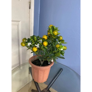 Cây quất mini, cây tắc, cây hạnh nhỏ cao 30-40cm