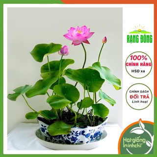 Hạt giống hoa sen nhật mini mic Rado