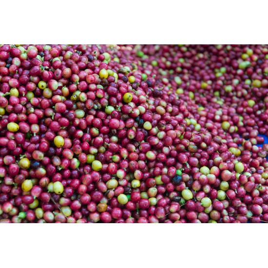 (2 Gói 500gr) Cà Phê Nguyên Chất Rang Mộc ARABICA Cầu Đất Đà Lạt - BDN Coffee