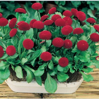 Hạt giống hoa cúc anh mix - 100 hạt (TẶNG gói kích thích hạt nảy mầm)