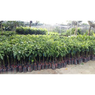 CÂY BƠ TRÁI DÀI 034