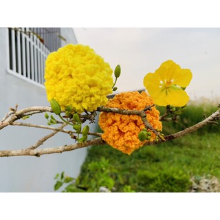 Hoa vạn thọ trưng tết ( thủ công) hoa len