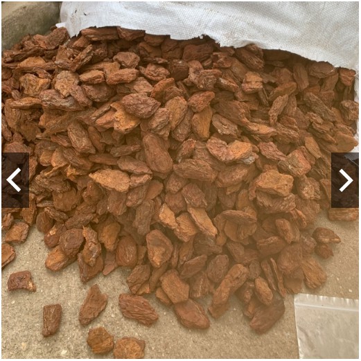 1kg thông trồng lan