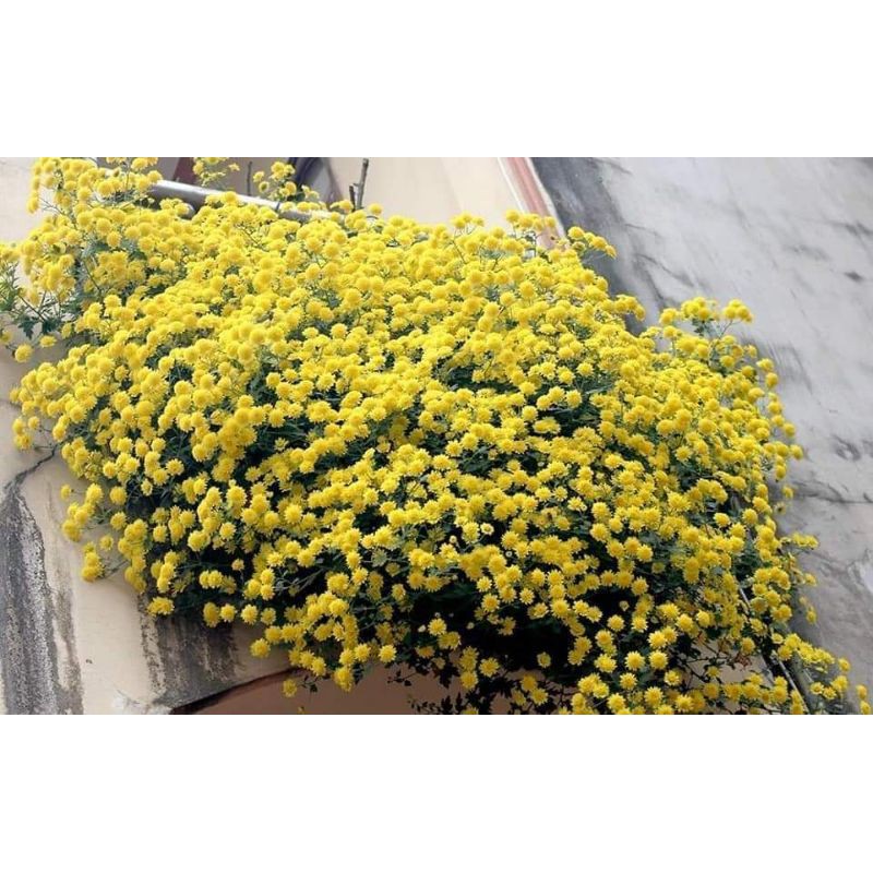Combo 10 Cây Gióng Cúc Chi Vàng Rủ