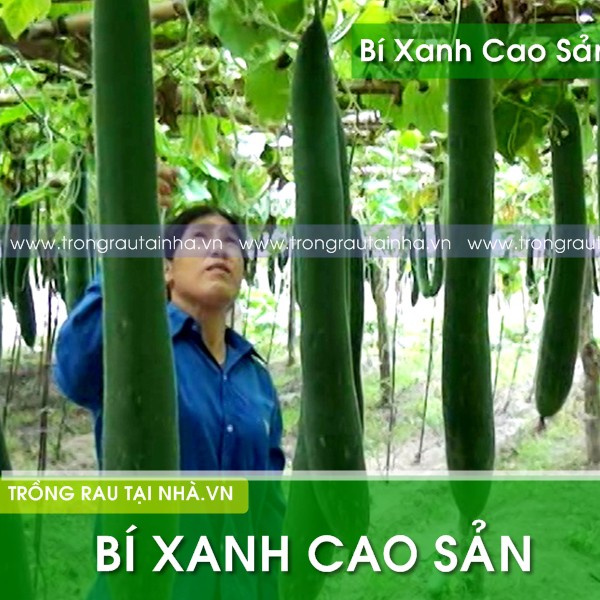 [FREESHIP 99K TOÀN QUỐC][sỉ lẻ] Hạt giống bí xanh