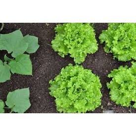 Hạt giống rau Xà Lách Xoăn Xanh - xà lách ngon