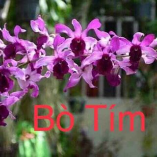 Hoa lan đen rô nắng Bò Tím