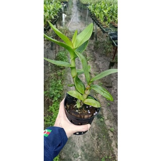 Lan denro vàng lem cây tơ đẹp