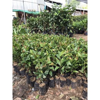 Cây mai con quấn rễ có bầu đất