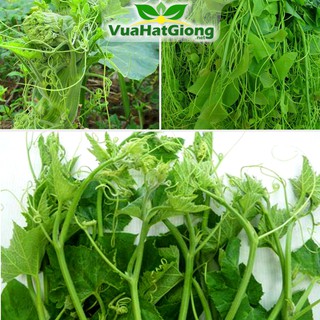 Hạt Giống Bí Siêu Ngọn, Năng Suất Cao 20gr