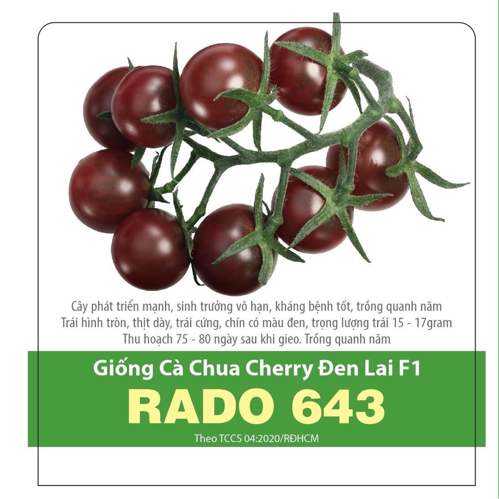 (120 hạt) Hạt giống Cà Chua Cherry Đen Lai F1 - Dễ trồng chậu, trái chi chít, ăn ngọt như trái cây - Rạng Đông