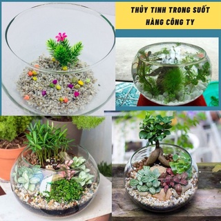 Bể cá mini để bàn tròn T11