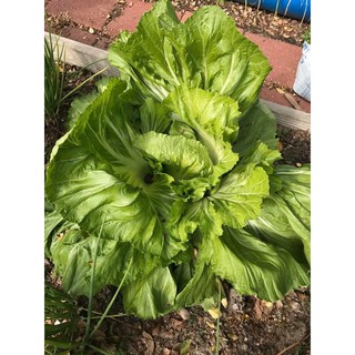 Hạt Giống Rau Cải Bẹ Dưa F1