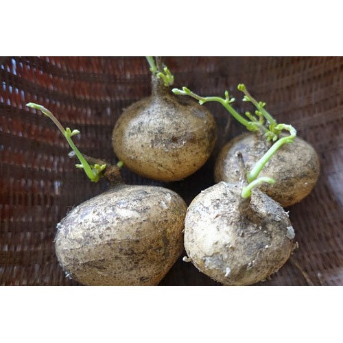 Hạt giống củ đậu ( 1kg) - Rau củ quả trồng tại vườn, sân thượng, nông trang, ban công