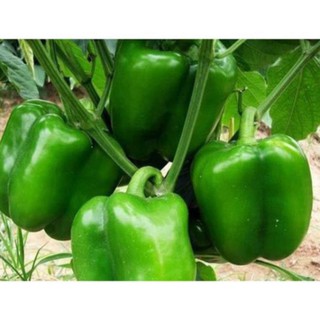 Hạt giống ớt chuông xanh năng xuất cao🌶Đài Loan🌶  - 300 hạt