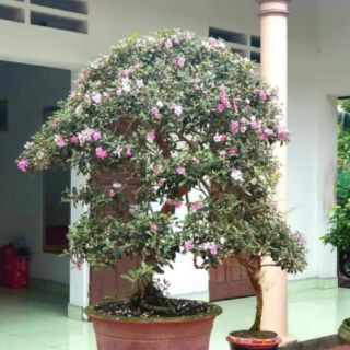 Cây giống Hoa Sim Tím.