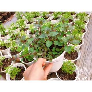 Bạc hà mint size 15