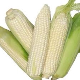 50GR- HẠT GIỐNG BẮP NẾP NÙ (Dẻo, thơm, dễ trồng)